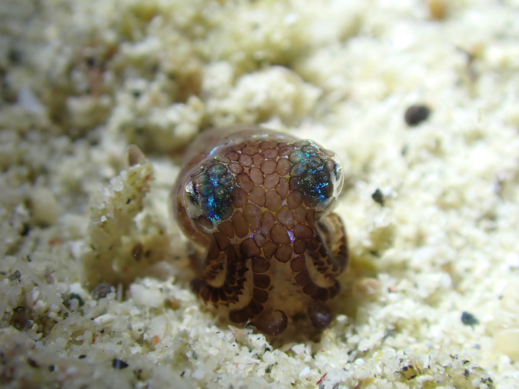 a very small squid in course sand